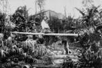 Meteorologist, Clement Wragge, at home in his tropical garden at Taringa, Brisbane, ca. 1902